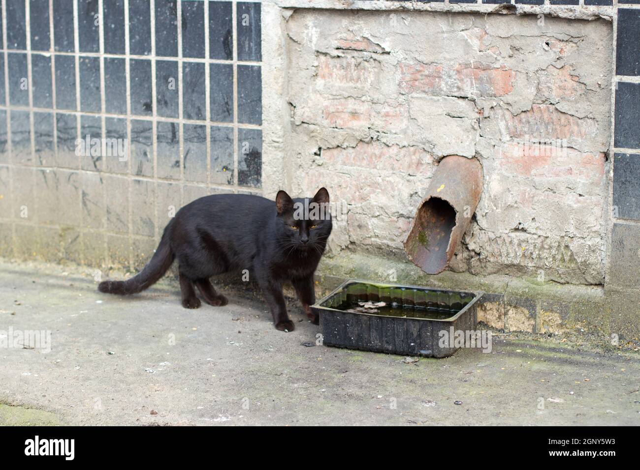 Chat noir dans la rue. Le chat a été laissé sans maison. Un chat noir est un mauvais présage. Banque D'Images