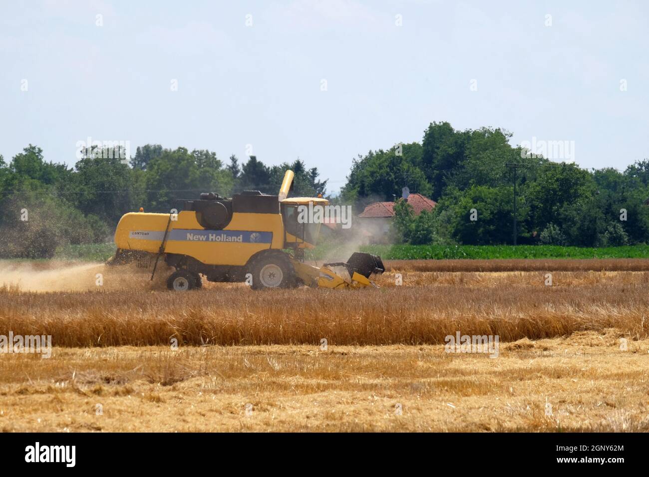 La récolte à la moissonneuse-batteuse de blé mûrs dans une ferme de Nedelisce Croatie, Banque D'Images