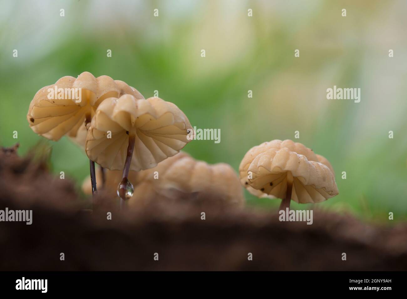 Champignons toxiques poussant dans une forêt. Photographié en israël en décembre Banque D'Images