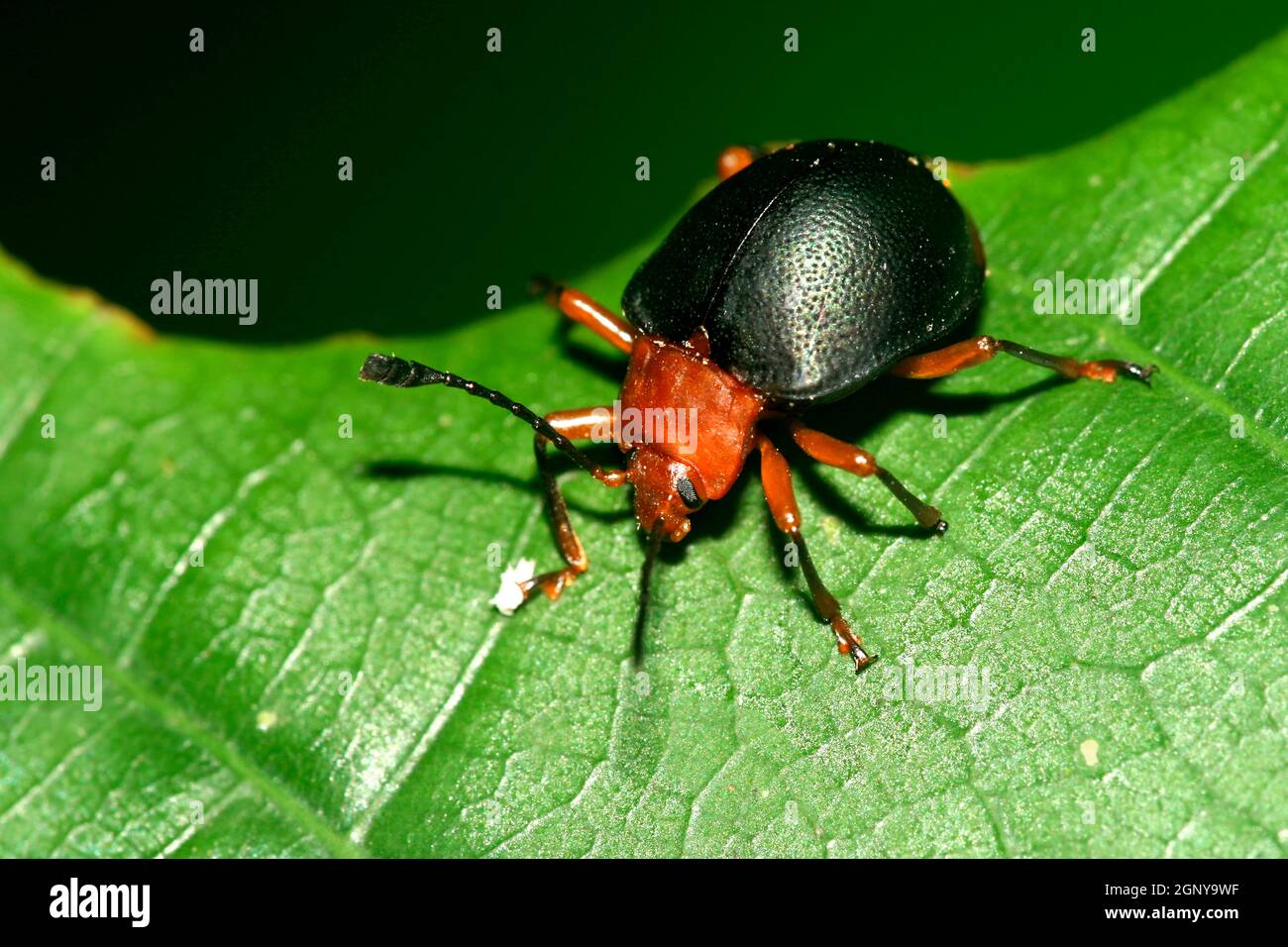 Tropica lBeetle, Forêt tropicale, bassin de la Napo, Amazonie, Equateur, Amérique Banque D'Images
