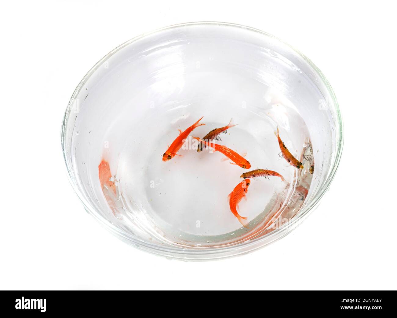 Barbe rosé et barbe d'Odessa devant un fond blanc Banque D'Images