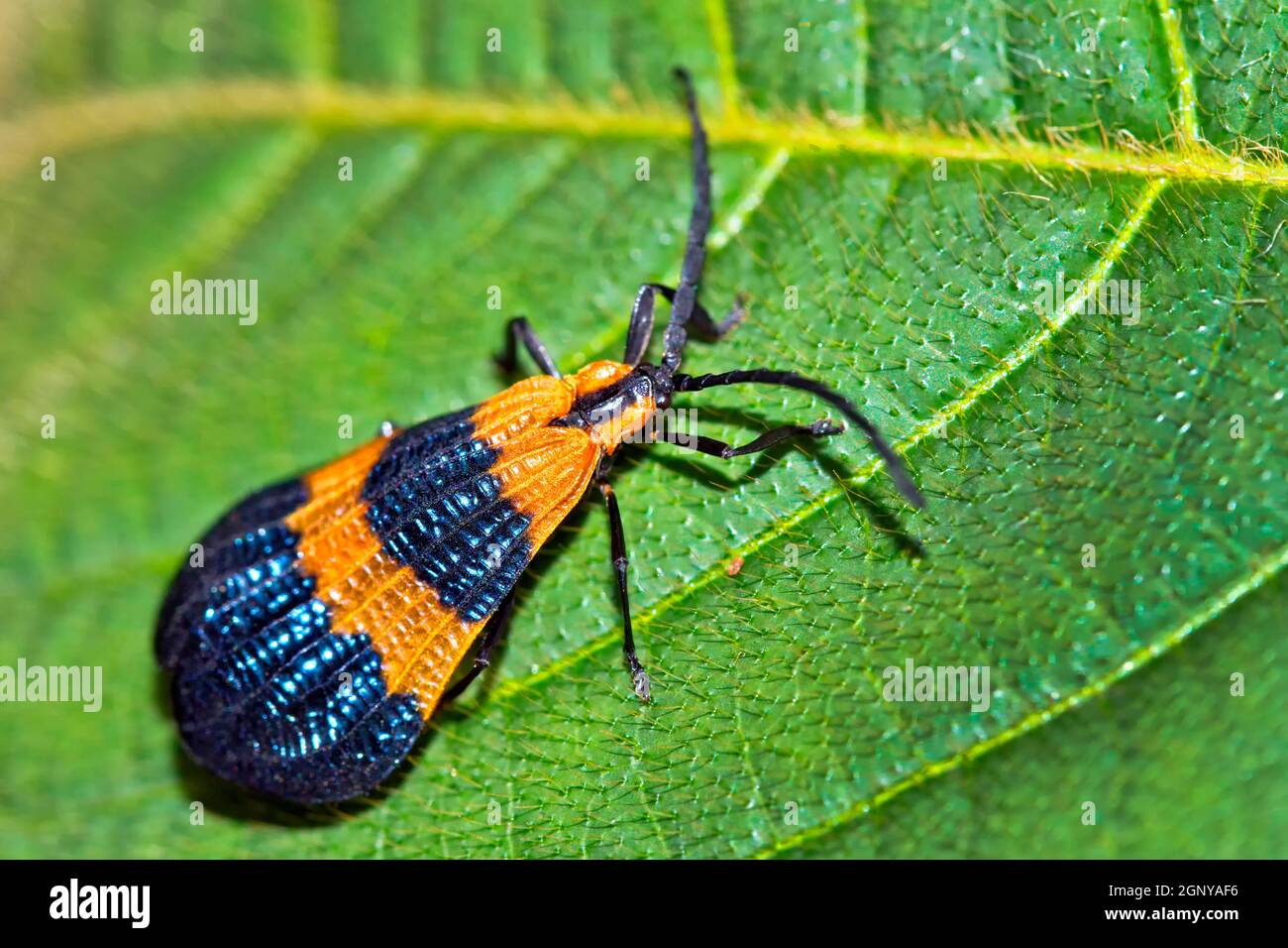 Papillon tropical, forêt tropicale, parc national Marino Ballena, Uvita de Osa, Puntarenas, Costa Rica, Amérique centrale, Amérique Banque D'Images