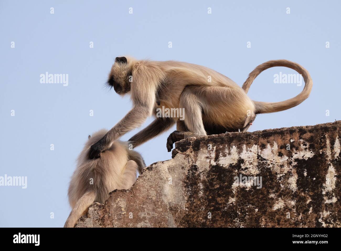 Gray Langur sur le mur à Amber fort à Jaipur, Rajasthan, Inde Banque D'Images