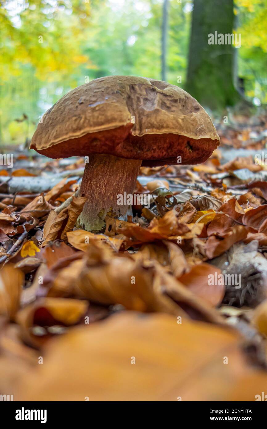 photo basse d'un boléte de scarletina dans une ambiance naturelle Banque D'Images