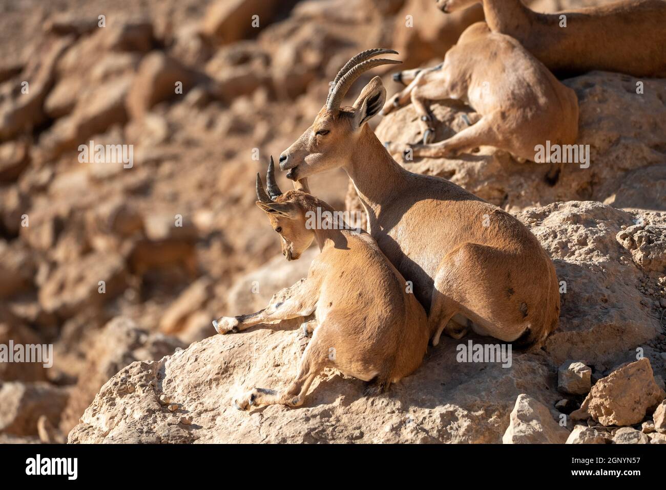 Mère et jeune de Nubian ibex (Capra nubiana) Banque D'Images