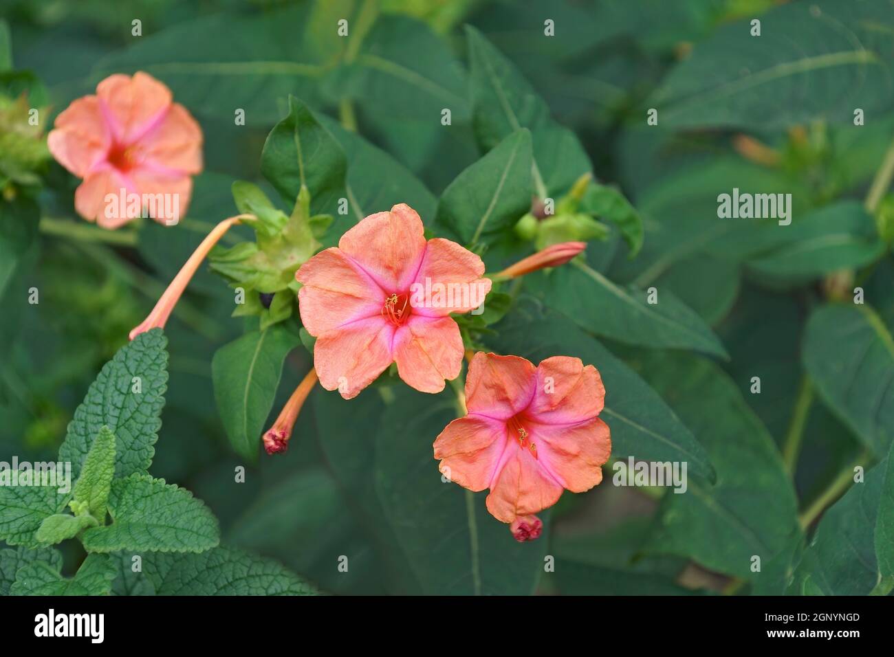 Merveille du Pérou (mirabilis jalapa). Appelé quatre fleur d'horloge aussi Banque D'Images