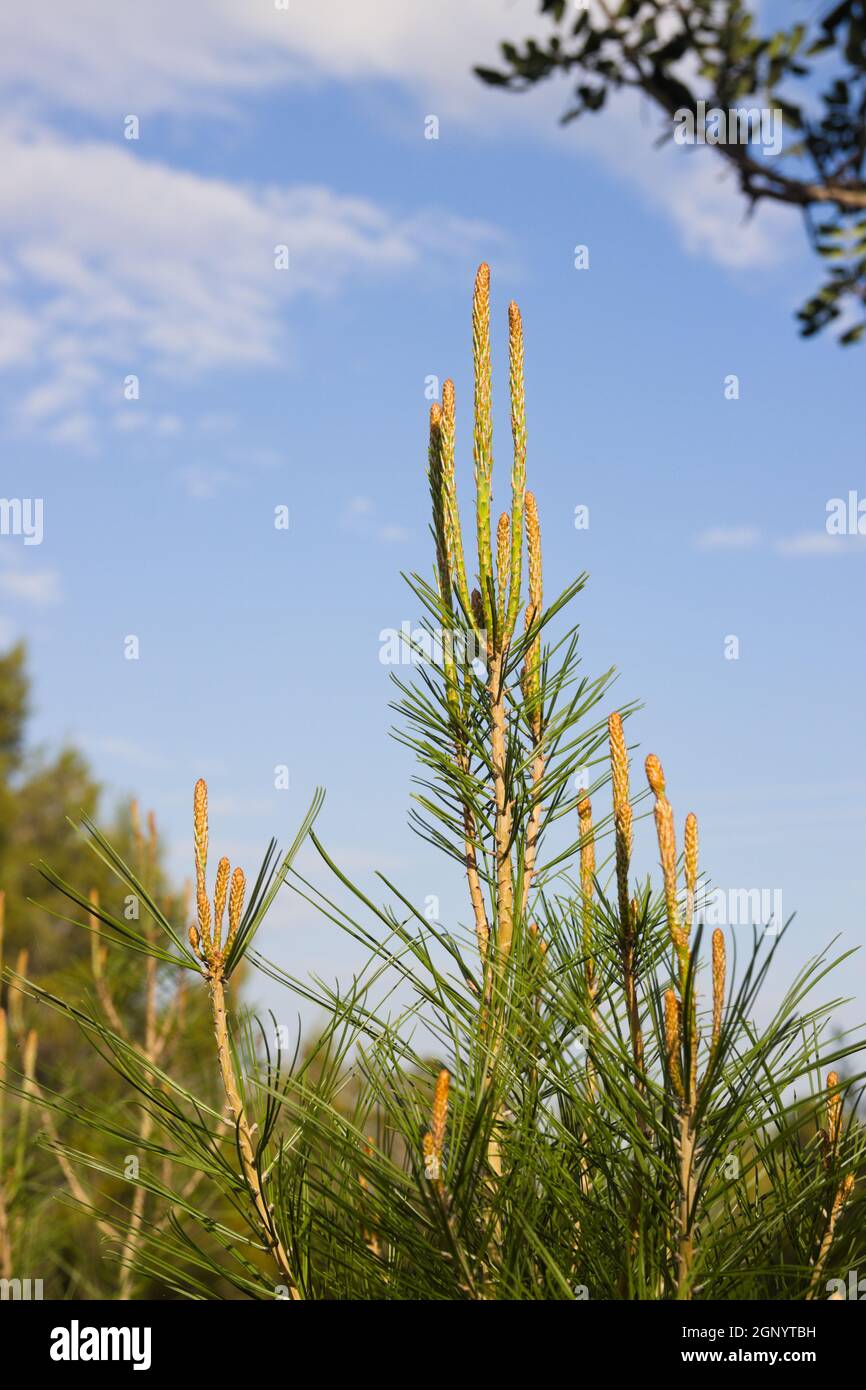 Gros plan sur les pousses d'un jeune pin entouré d'autres arbres et dont le ciel bleu est en arrière-plan, avec espace de copie Banque D'Images