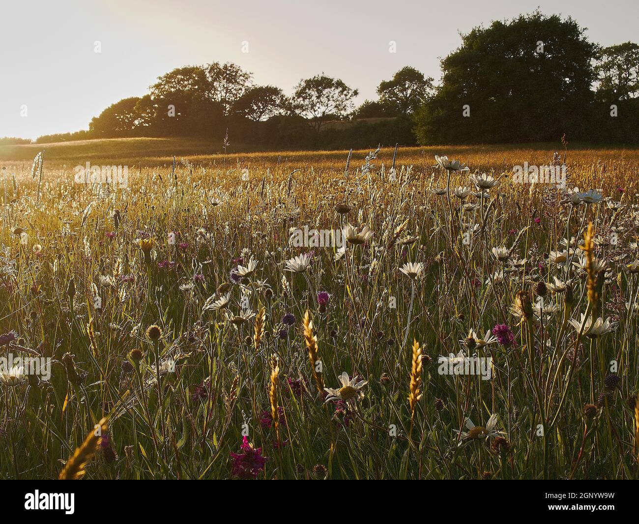 Vue panoramique du coucher de soleil sur l'habitat de prairie de fleurs sauvages, réserve naturelle de Kingcombe Meadows, Dorset, Royaume-Uni Banque D'Images