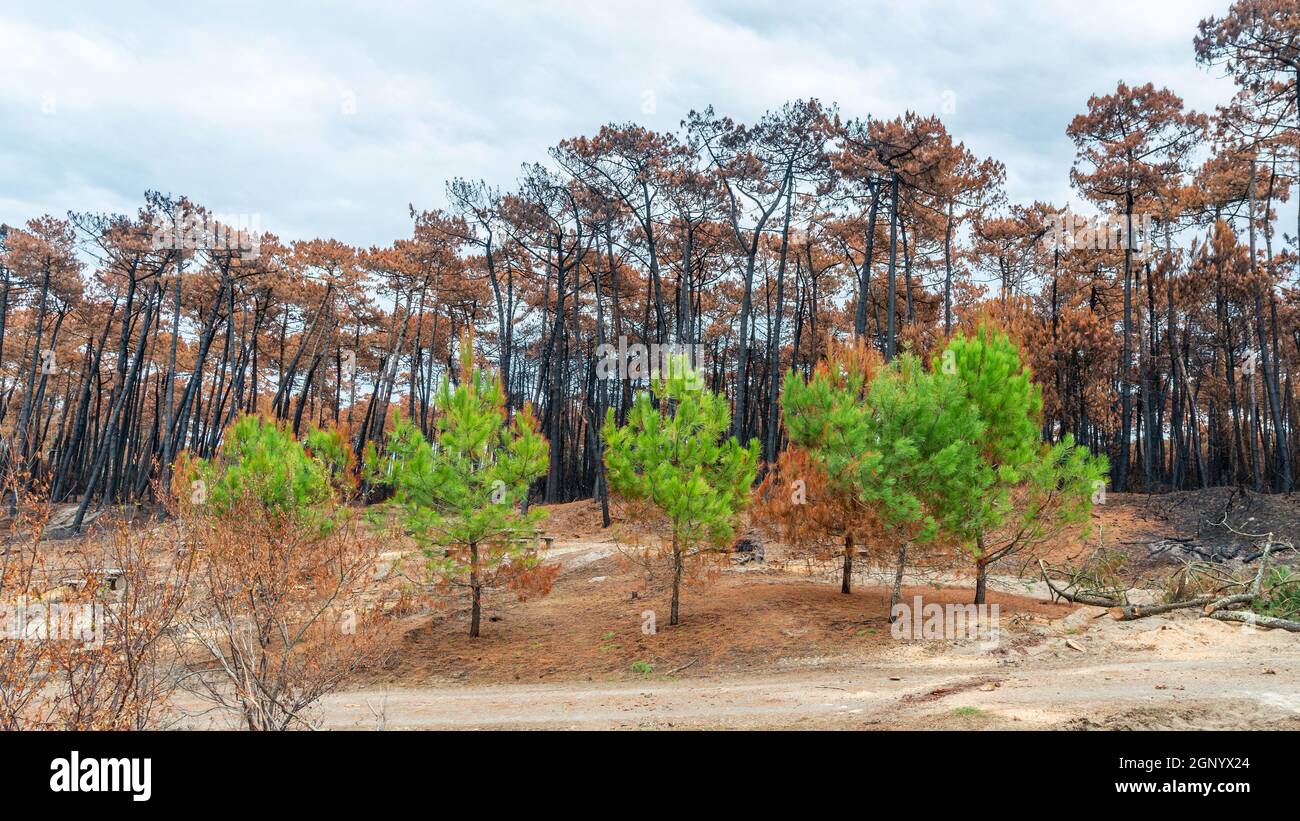 La forêt de pins de Chiberta quelques semaines après l'incendie, à Anglet, en France Banque D'Images