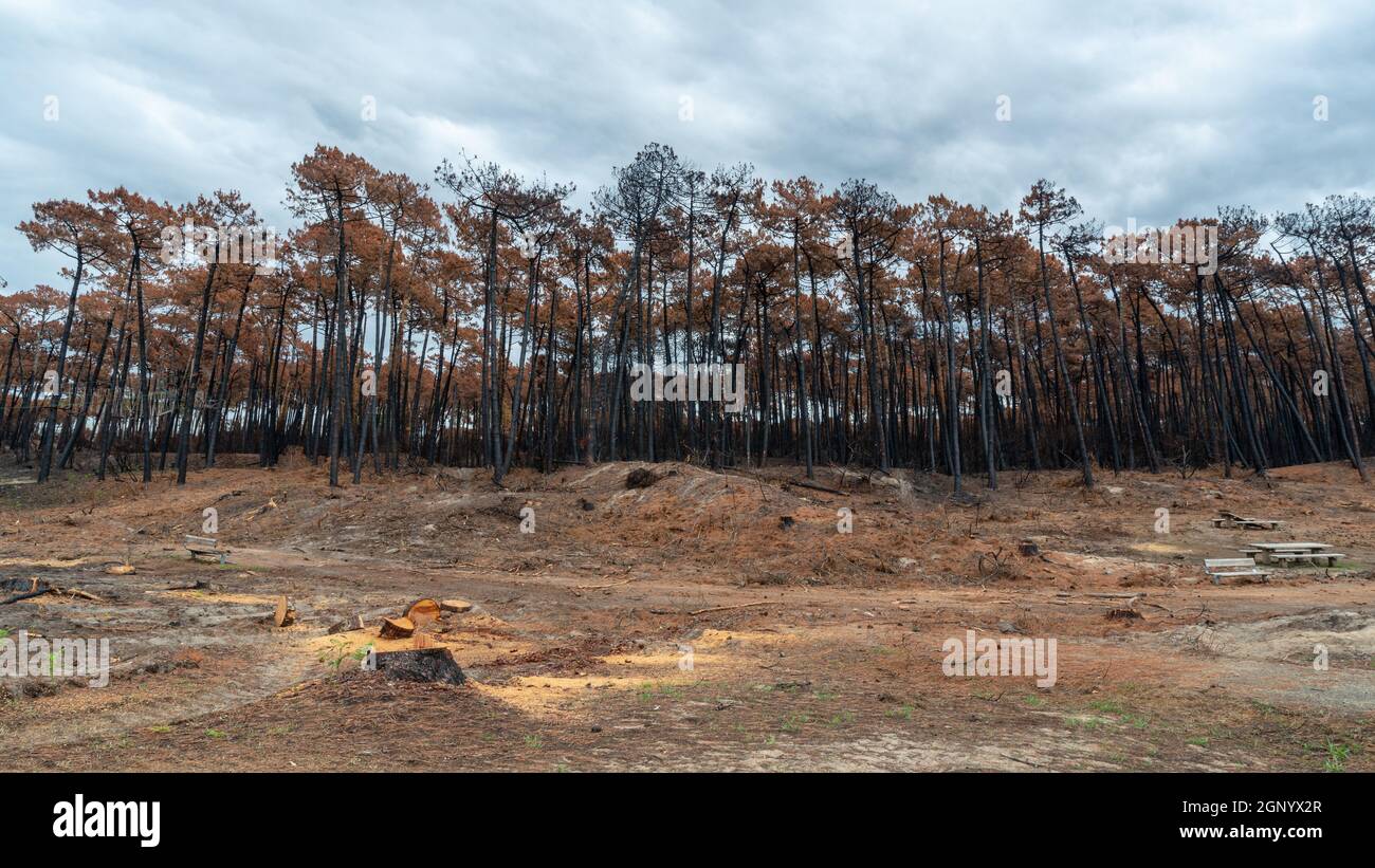 La forêt de pins de Chiberta quelques semaines après l'incendie, à Anglet, en France Banque D'Images