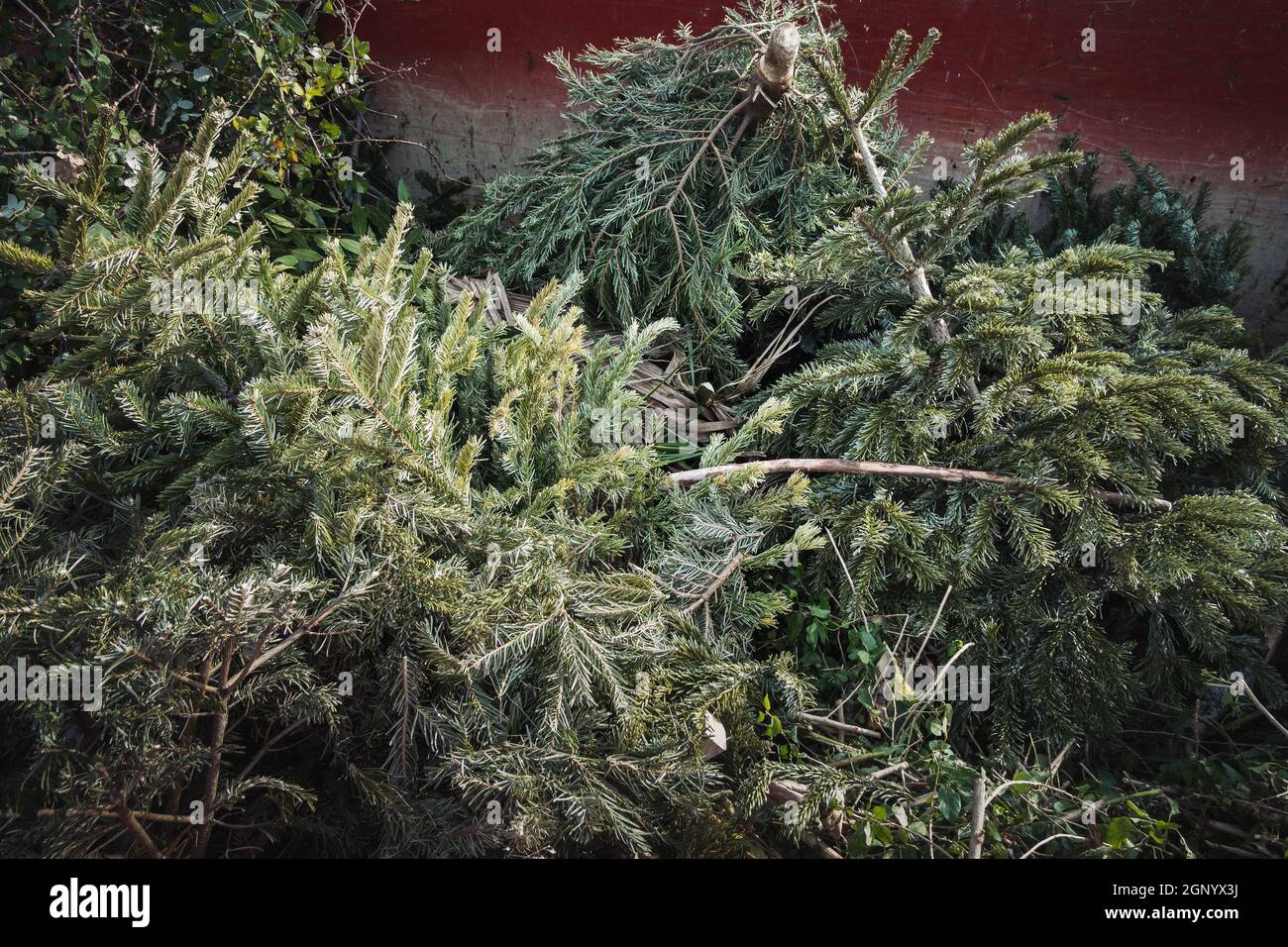 Arbres de Noël dans une benne à ordures au centre de recyclage Banque D'Images