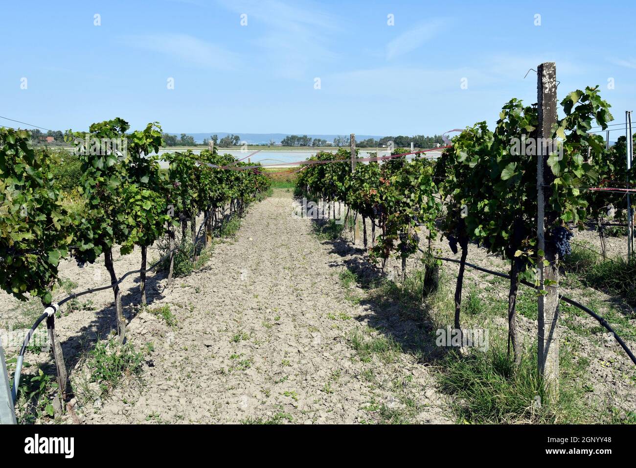 Autriche, les vignes protégées par des rubans colorés comme moyen de dissuasion contre les dommages aux oiseaux dans le parc national Neusiedlersee-Seewinkel dans le Burgenland en Pennsylvanie Banque D'Images