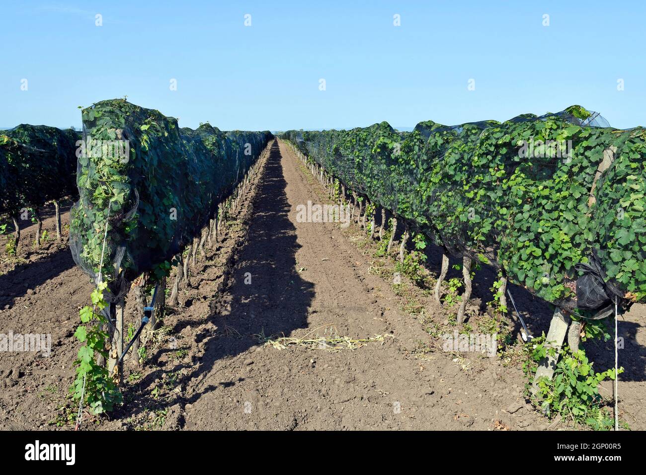 Autriche, vignes protégées contre les dommages aux oiseaux avec des filets dans le parc national de Neusiedlersee-Seewinkel au Burgenland dans les basses terres de Pannonian, populaire anslän Banque D'Images