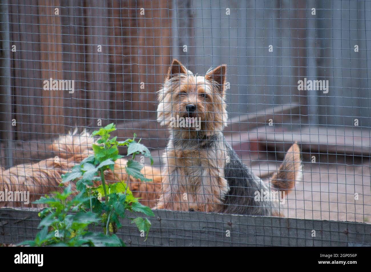 Le chien rouge terrier de Norwich sort de l'enceinte à l'extérieur Banque D'Images