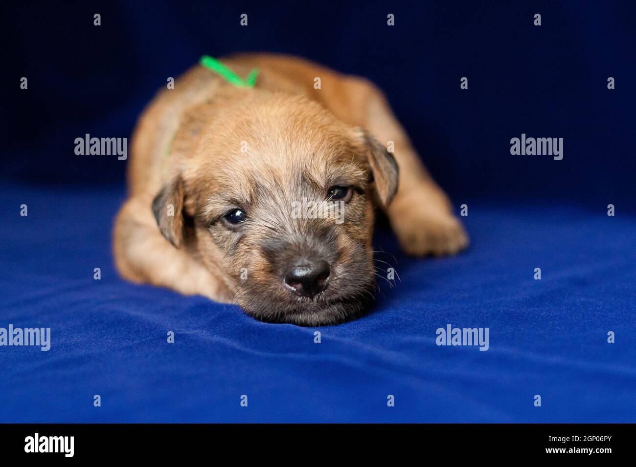 Irish Soft Coated Wheaten Terrier est une race de chien. Il diffère des autres terriers irlandais en laine - soyeux, doux, couleur unique de blé. C'est un fort, Banque D'Images