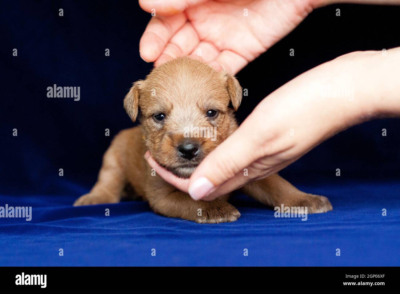 Irish Soft Coated Wheaten Terrier est une race de chien. Il diffère des autres terriers irlandais en laine - soyeux, doux, couleur unique de blé. C'est un fort, Banque D'Images