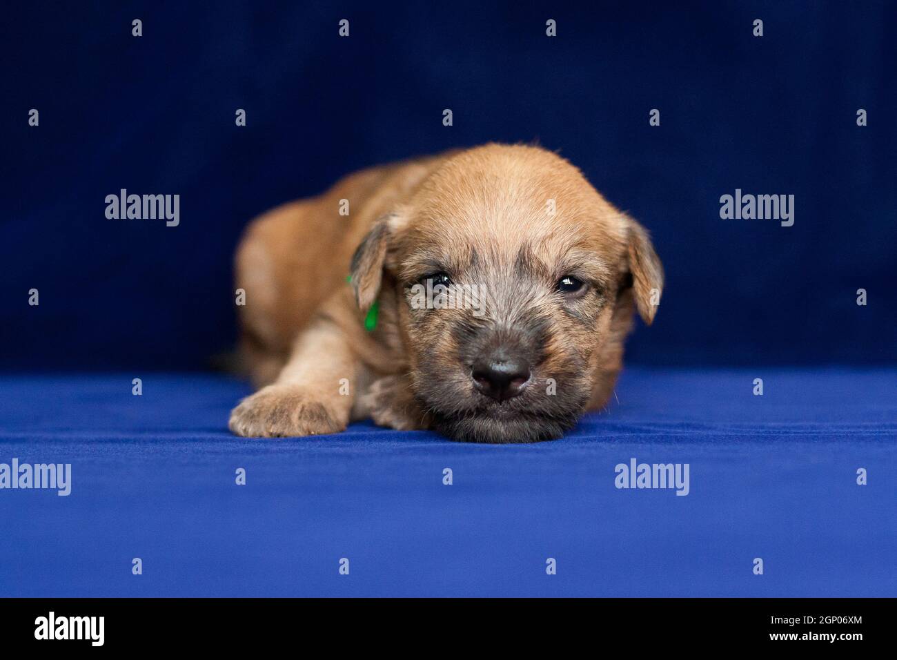 Irish Soft Coated Wheaten Terrier est une race de chien. Il diffère des autres terriers irlandais en laine - soyeux, doux, couleur unique de blé. C'est un fort, Banque D'Images