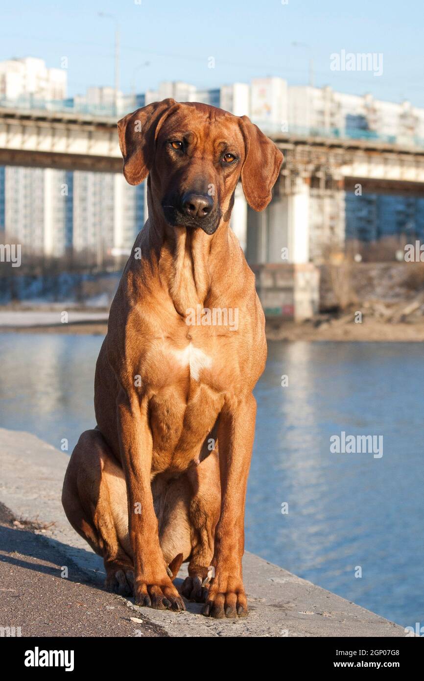 Portrait d'un grand chien à poil rouge de la race Rhodésie Ridgeback, assis sur le remblai au bord de la rivière, à l'extérieur, sur un fond bleu d'eau Banque D'Images