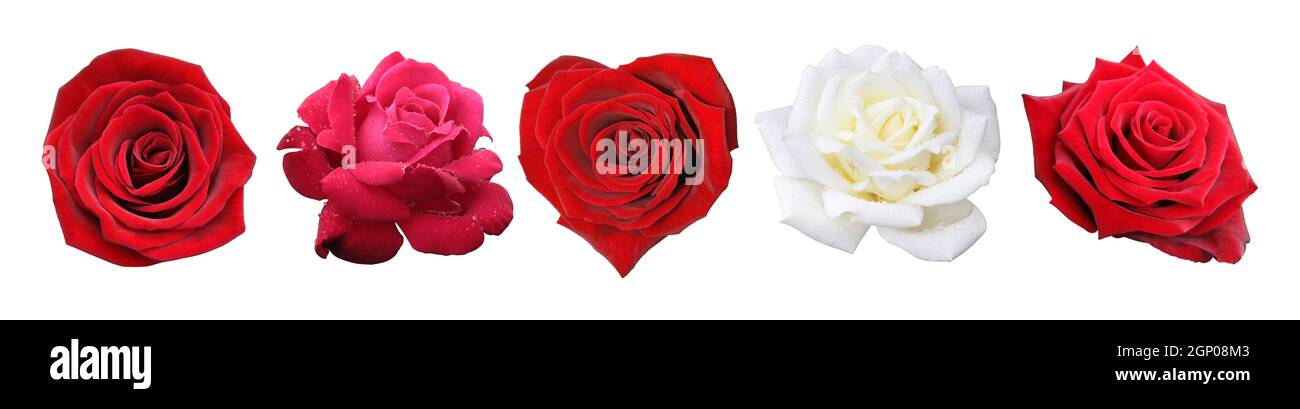 Rose naturelle du jardin botanique Banque D'Images