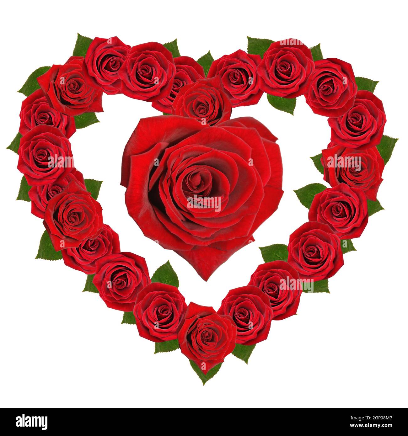 Rose naturelle du jardin botanique Banque D'Images