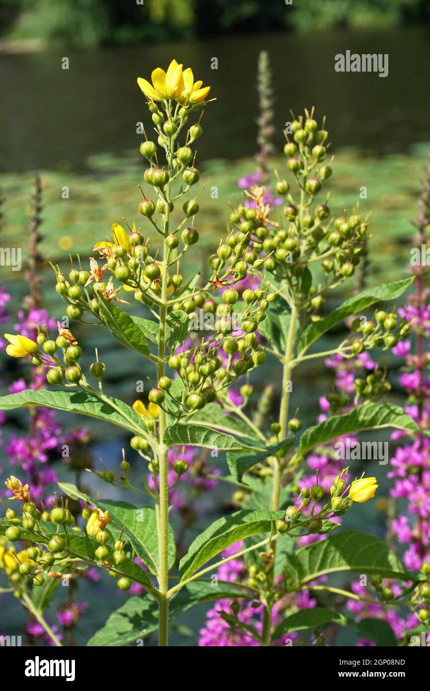 Lysimachia vulgaris, le loosestrife jaune ou loosestrife de jardin, est ...