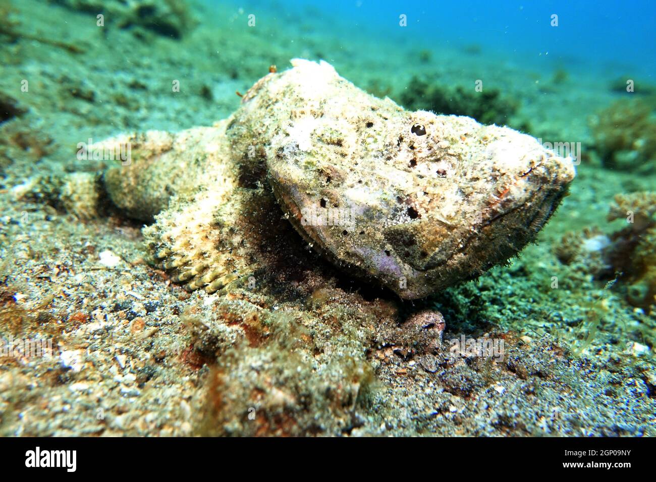 Scorpaenopsis macrochir Flacher-Drachenkopf, Buckel-Drachenkopf, Glotzaugen-Drachenkopf, rue Lembeh, Sulawesi, indonésien, Bitung Banque D'Images