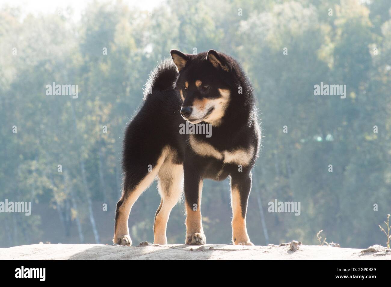 Chien noir et brun clair, race japonaise Shiba Inu, à l'extérieur, debout sur un dais en automne sous la lumière du soleil Banque D'Images