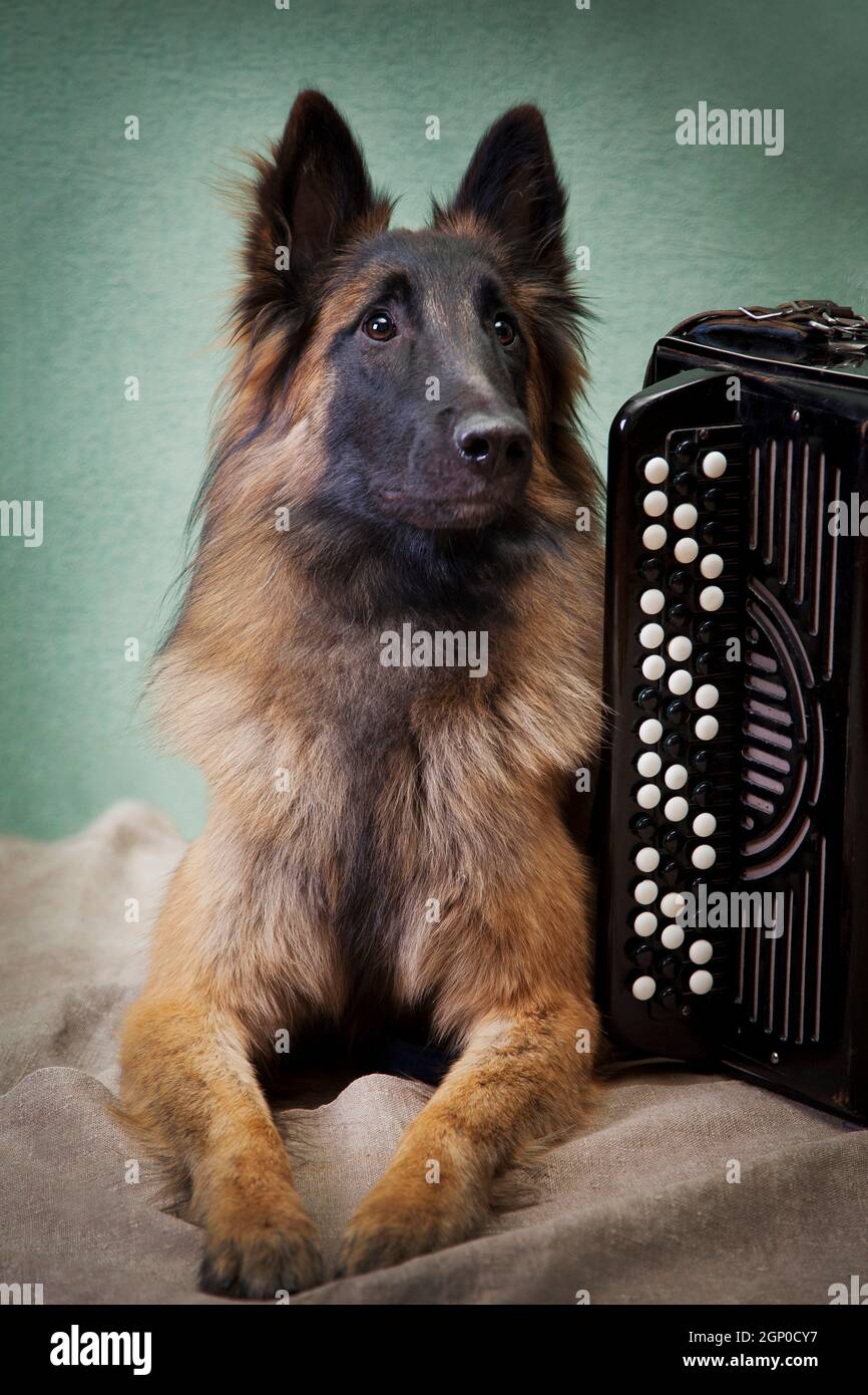 Tervuren chien rouge près de l'accordéon bouton dans la chambre sur fond vert Banque D'Images