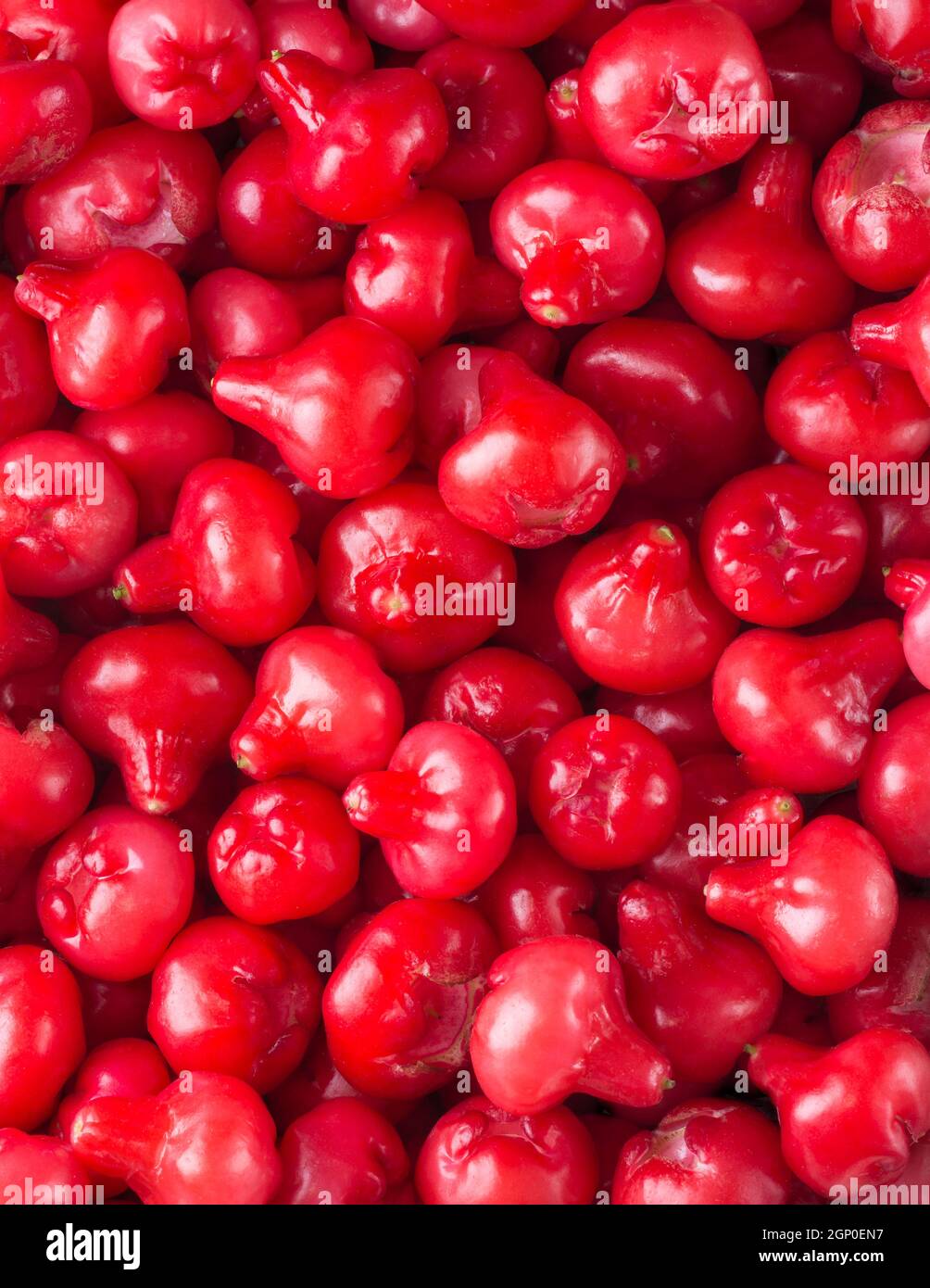 jambu ou pomme rose, fruits en forme de cloche également appelé fruits de cloche ou pomme de cire, tiré en plein cadre, sri lanka juteuse texture fruits, fond Banque D'Images