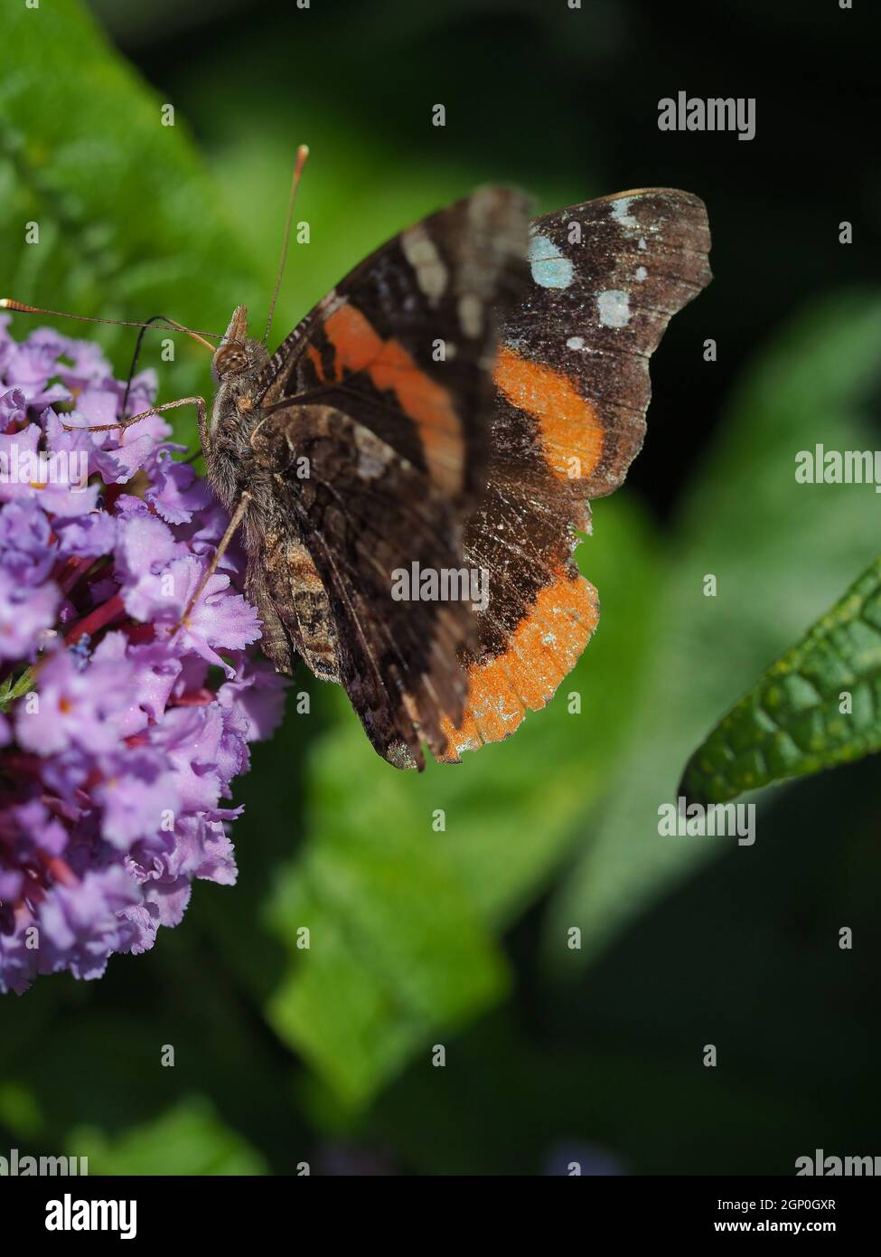 Gros plan du papillon de l'amiral rouge sur le groupe de fleurs roses Banque D'Images