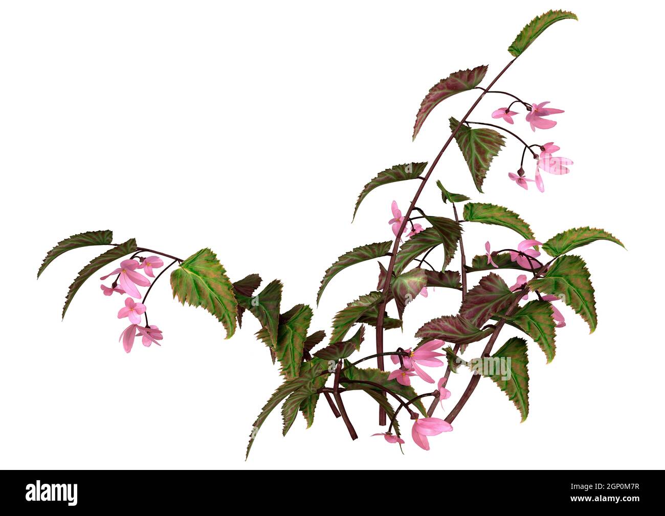 Rendu 3D d'une plante de begonia d'aile de dragon isolée sur arrière-plan blanc Banque D'Images
