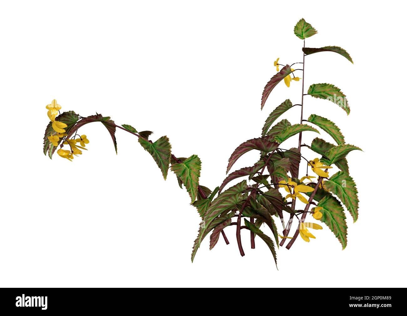 Rendu 3D d'une plante de begonia d'aile de dragon isolée sur arrière-plan blanc Banque D'Images