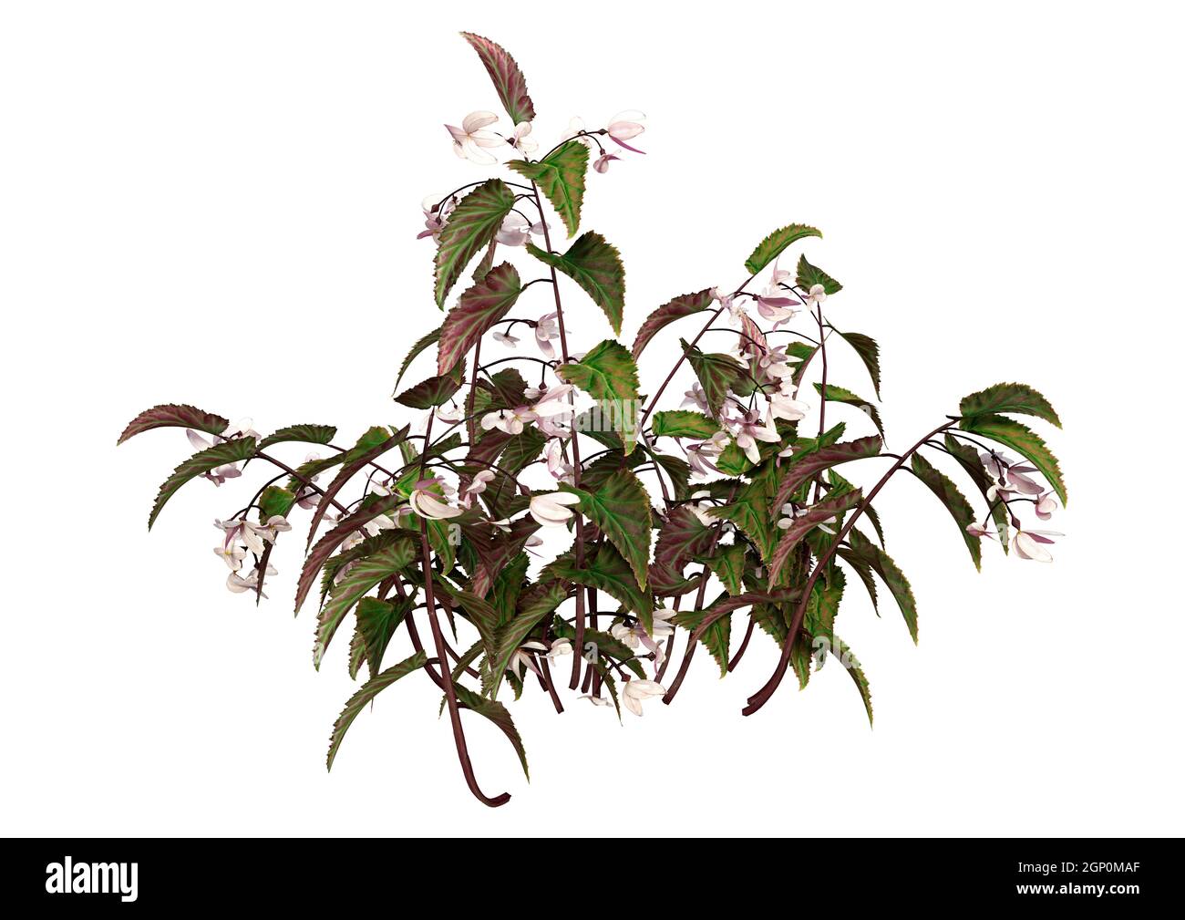 Rendu 3D d'une plante de begonia d'aile de dragon isolée sur arrière-plan blanc Banque D'Images