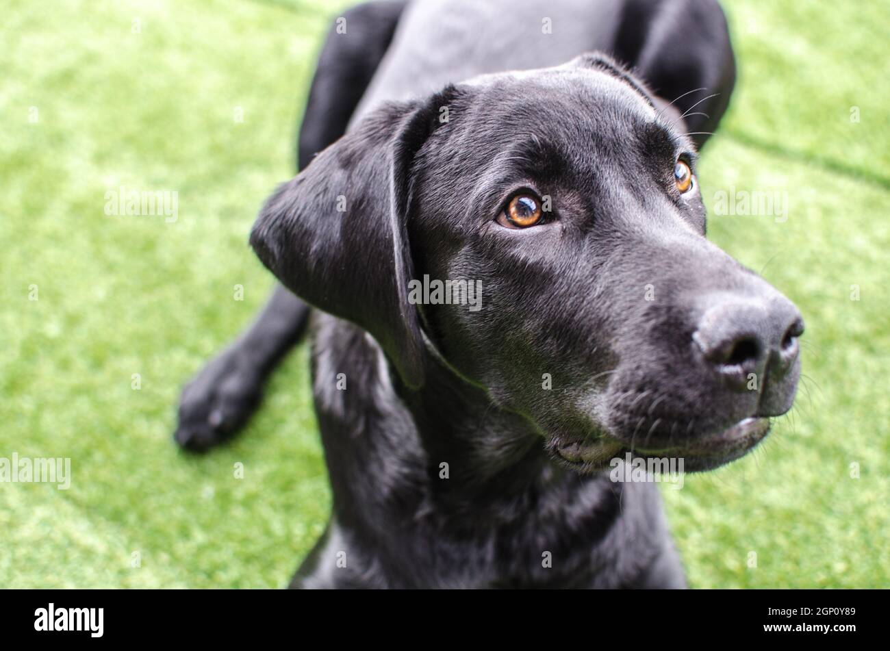 Black dog Labrador Retriever visage de près avec un look intense, neutre herbe arrière-plan jouant avec son jouet. Des nuances sombres et de beaux yeux Banque D'Images