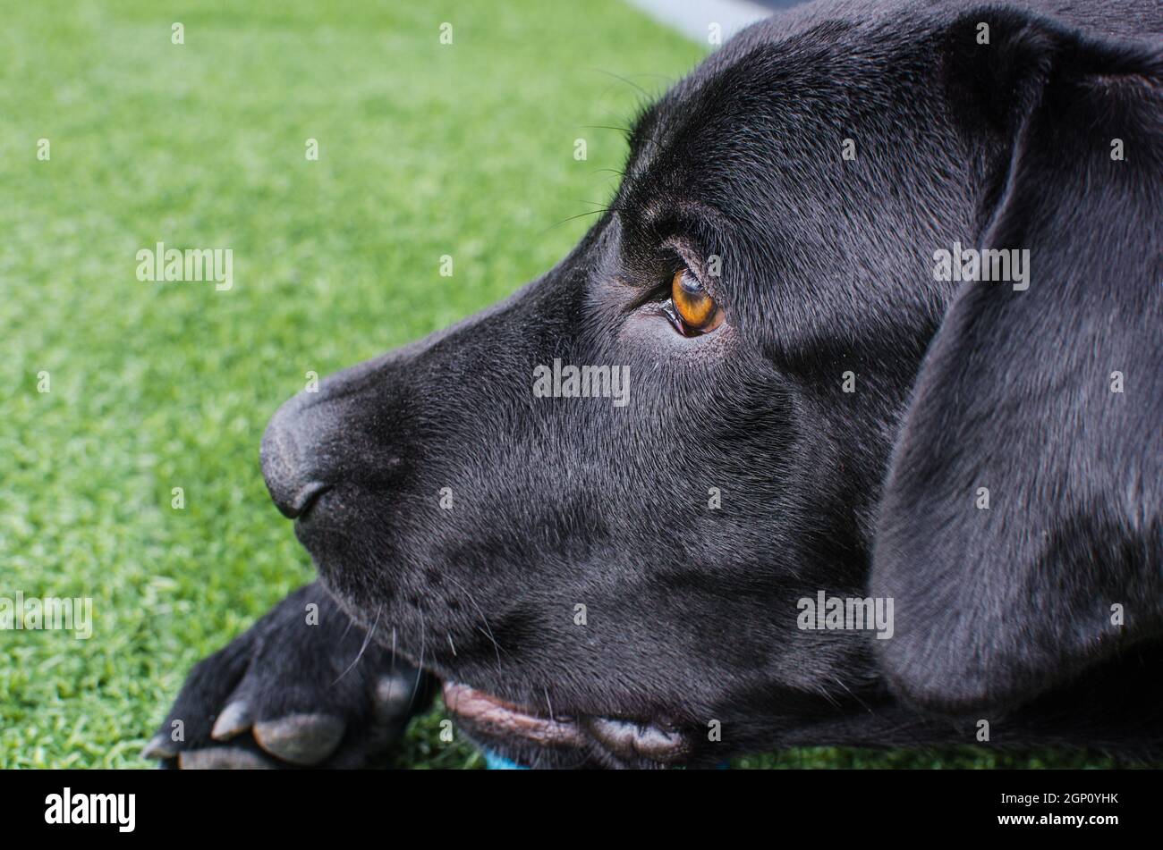 Black dog Labrador Retriever visage de près avec un look intense, neutre herbe arrière-plan jouant avec son jouet. Des nuances sombres et de beaux yeux Banque D'Images