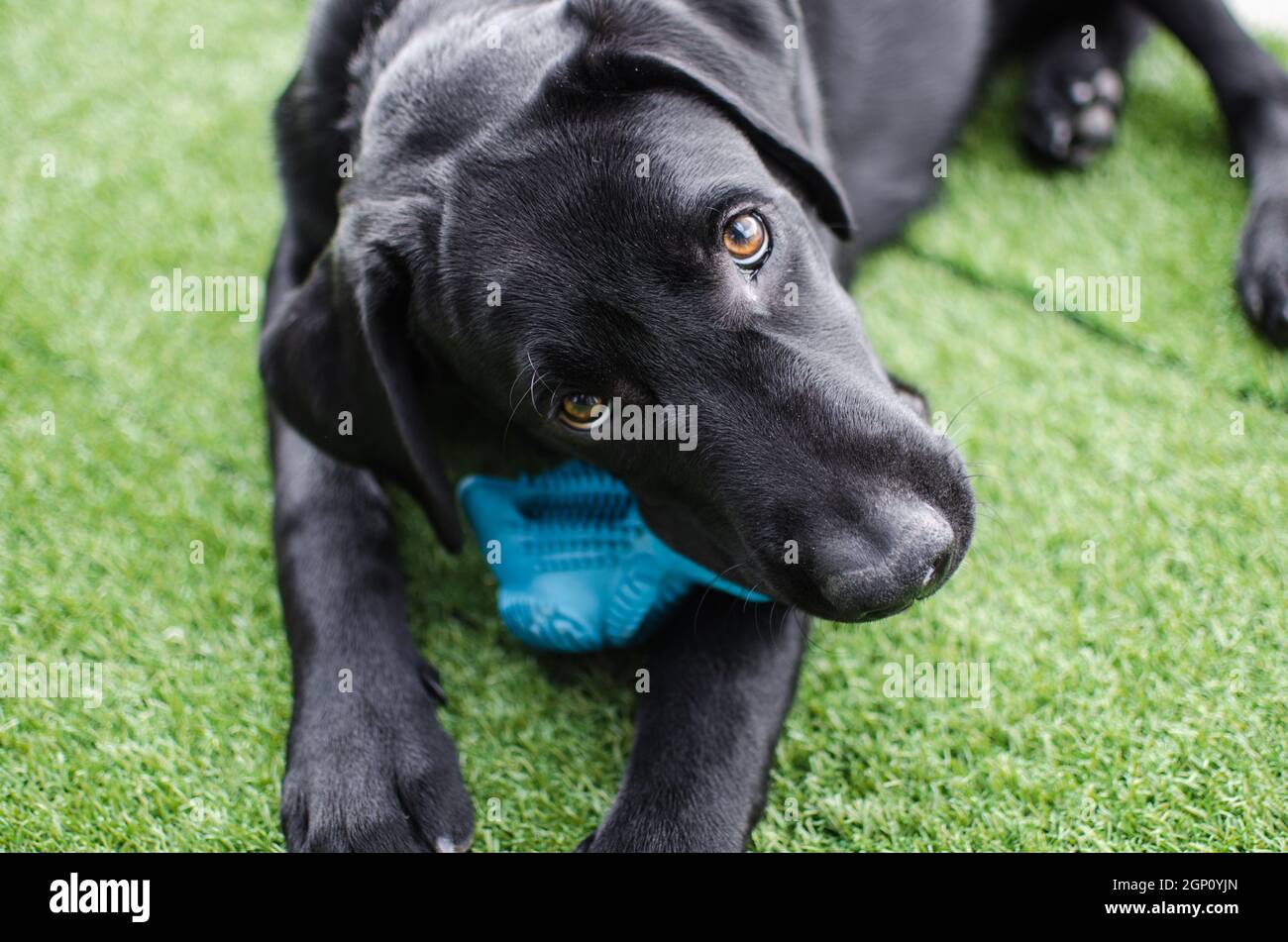 Black dog Labrador Retriever visage de près avec un look intense, neutre herbe arrière-plan jouant avec son jouet. Des nuances sombres et de beaux yeux Banque D'Images
