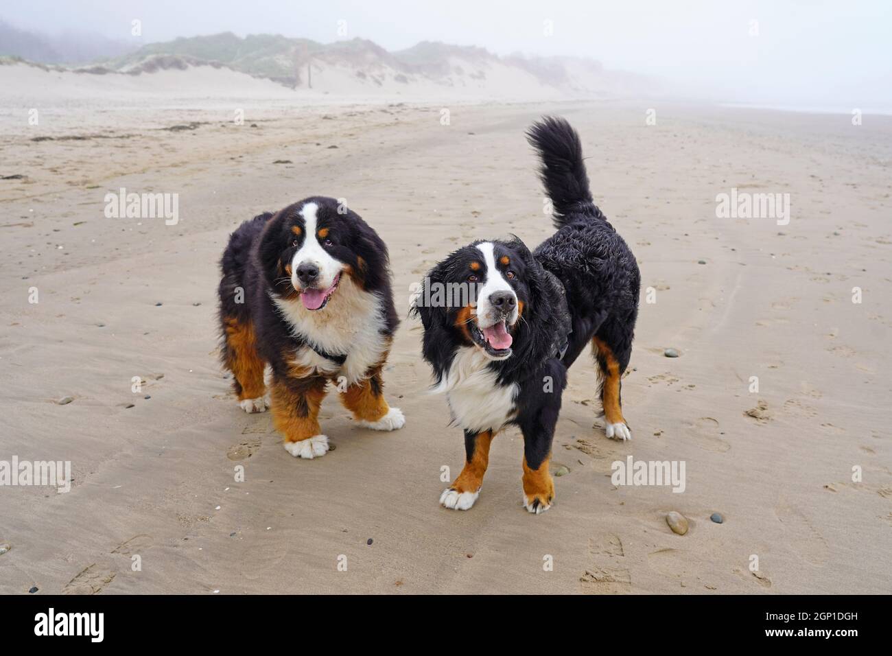 Deux chiens de montagne bernois heureux sur la plage Banque D'Images