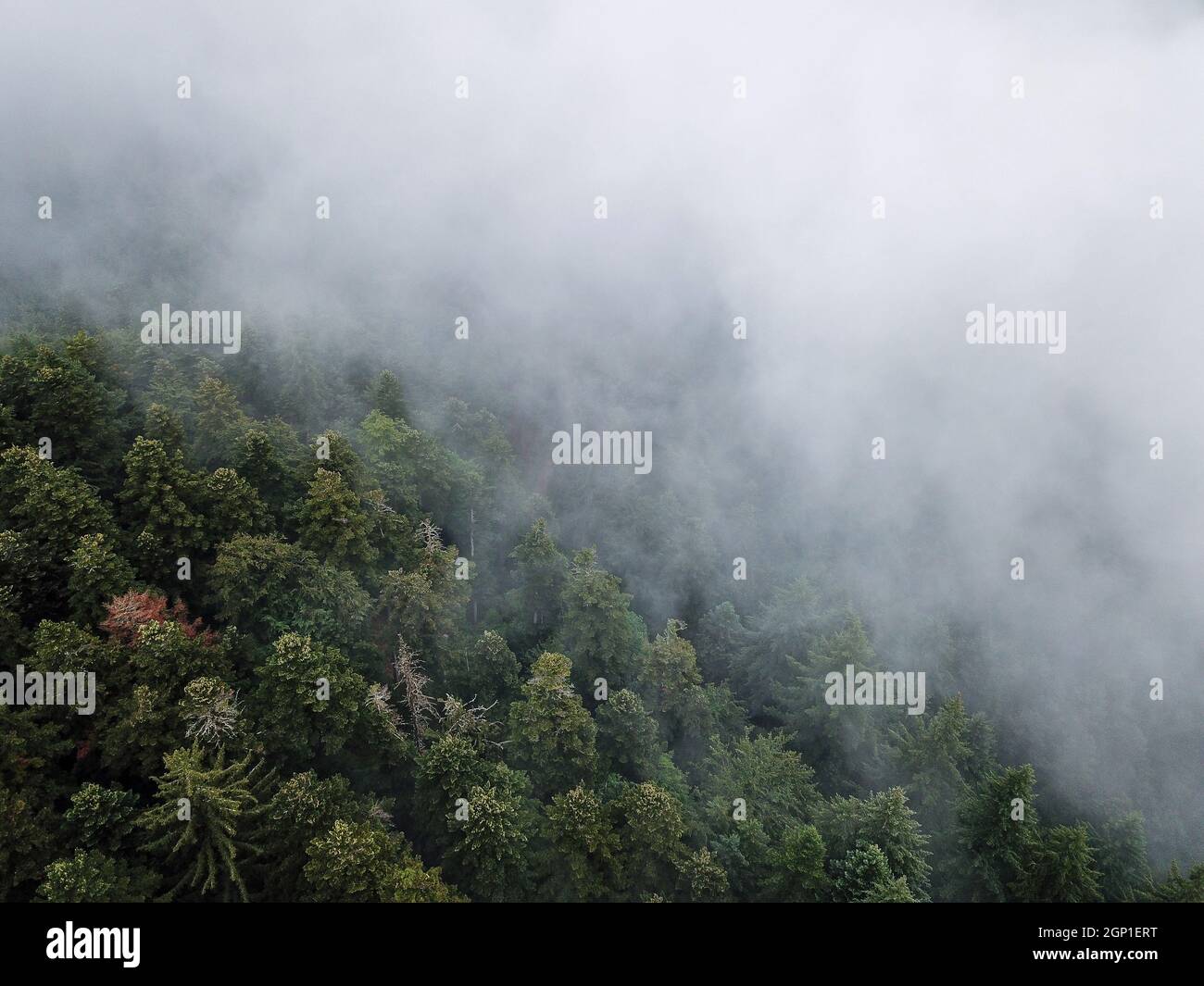 La Forêt Noire avec des nuages de brouillard en Allemagne. Arbres d'en haut. Droneshot. Banque D'Images