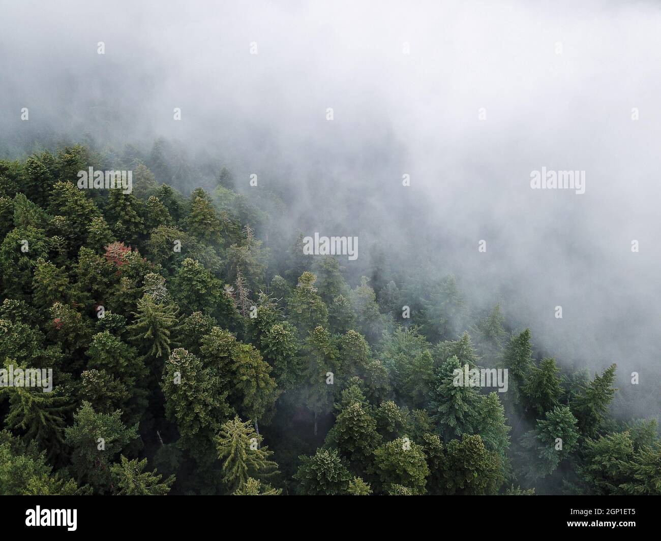 La Forêt Noire avec des nuages de brouillard en Allemagne. Arbres d'en haut. Droneshot. Banque D'Images