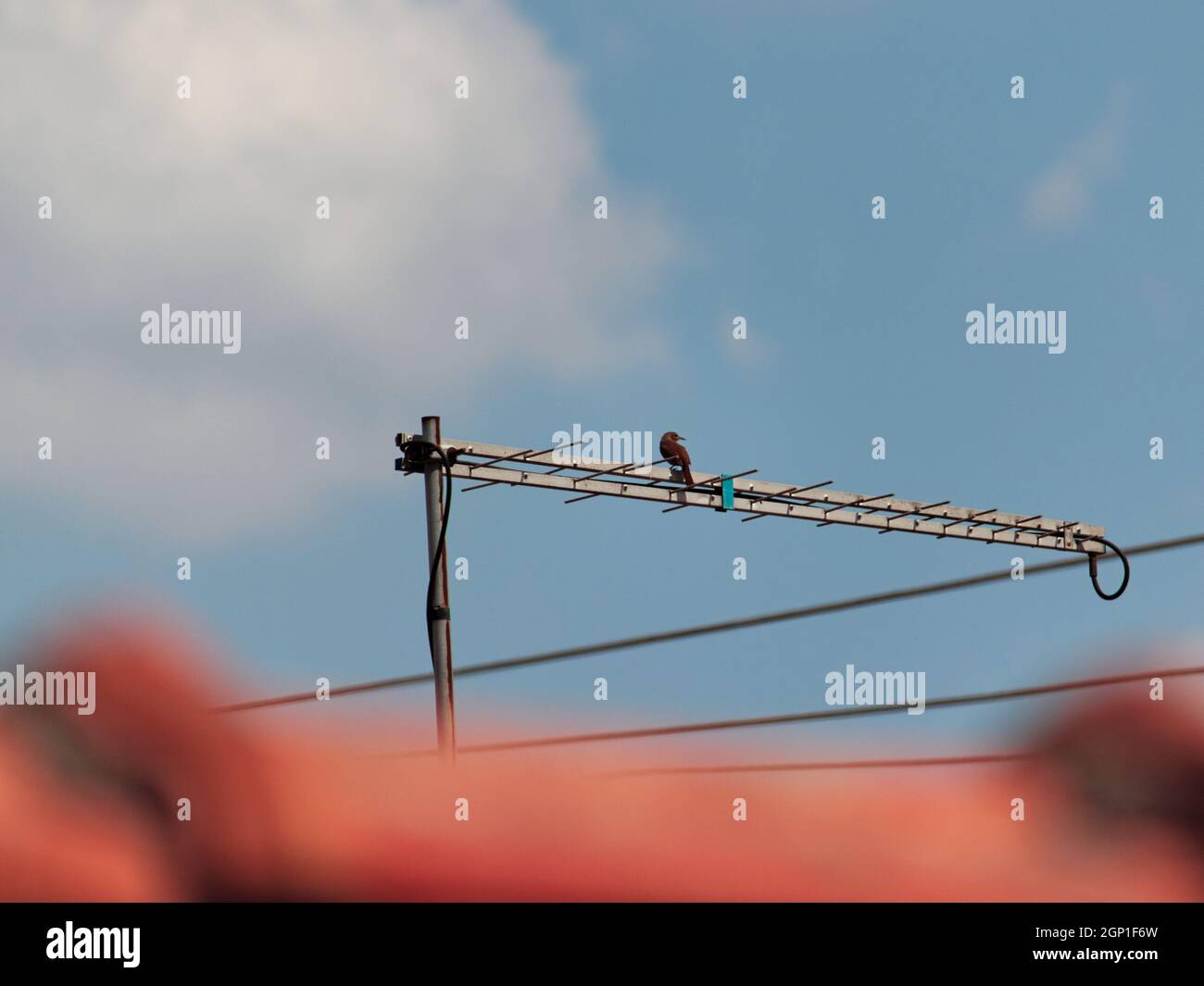 Oiseau connu sous le nom de Cliff Flycatcher (Hirundinea ferruginea), perché sur les tiges d'une antenne TV, encadré par un toit flou et un ciel bleu avec des nuages blancs. Banque D'Images