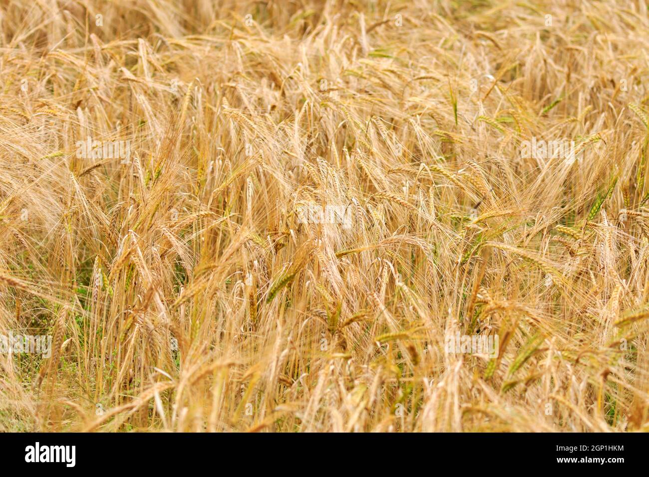 Gros plan sur les barres de coupe de maïs d'orge barres de coupe de maïs d'orge Banque D'Images