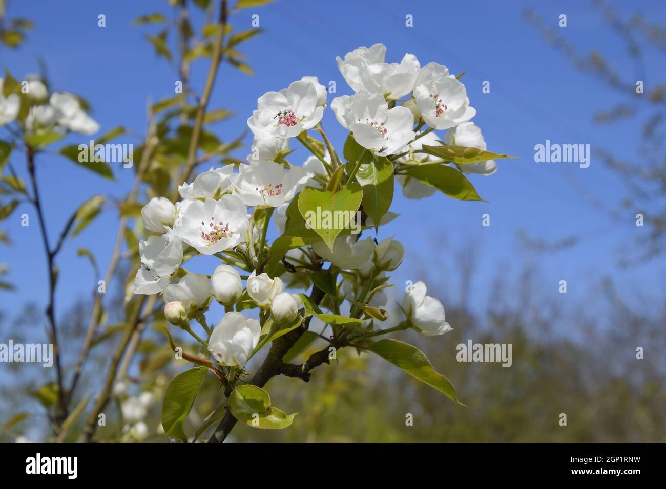 Poirier en fleurs dans le jardin. Les arbres fleurissent au printemps. Pollinisation des fleurs de poire. Banque D'Images