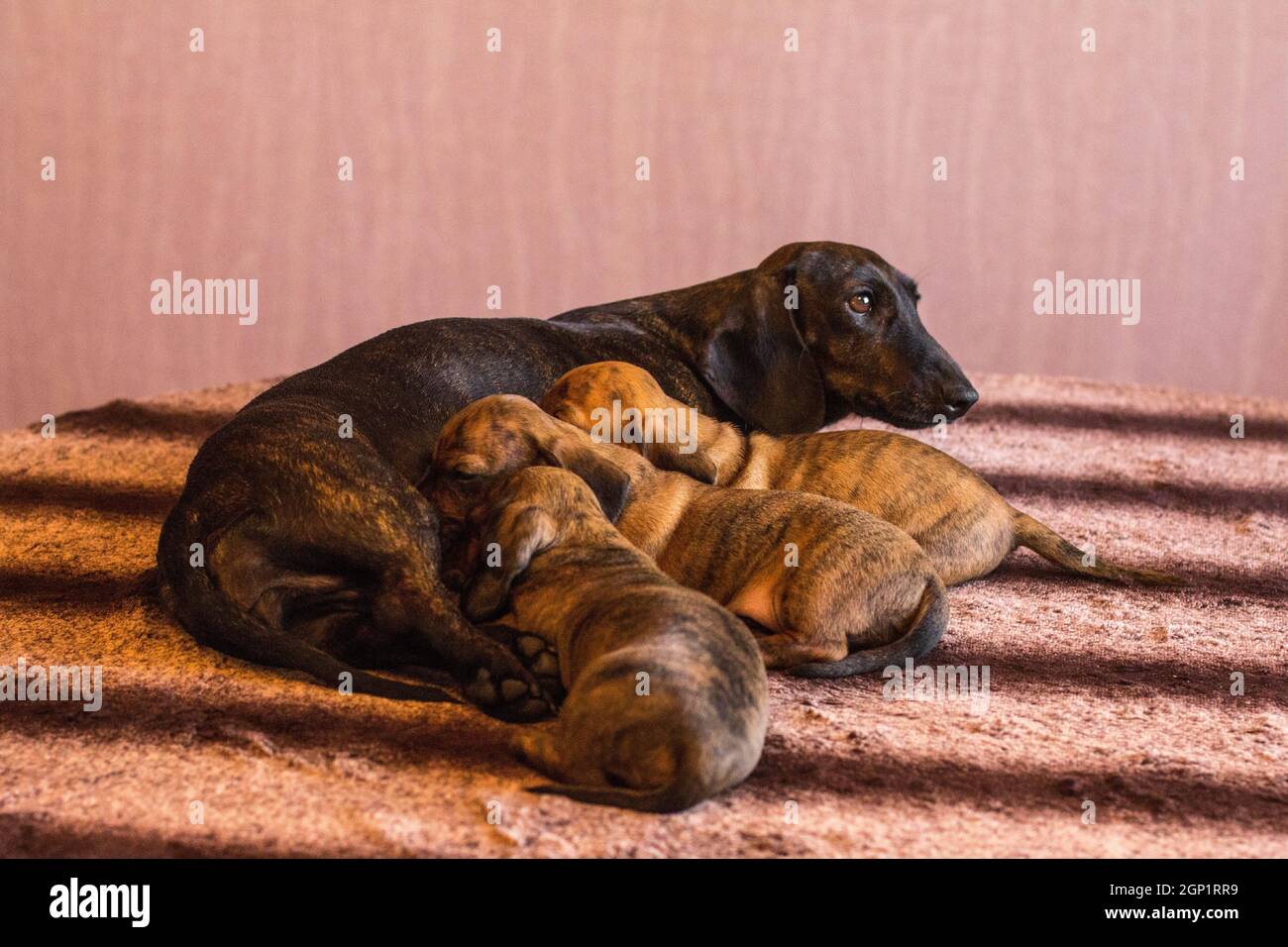 Mère dachshund brun foncé nourrissant ses trois petits rouge brun clair allumez les chiots sur une table à rayures à l'intérieur Banque D'Images
