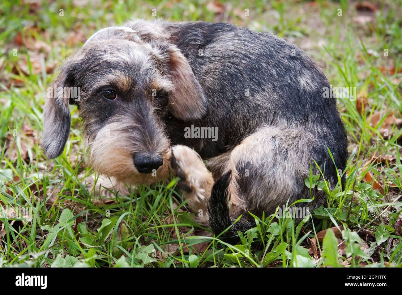 Le petit chien Dachshund à poil dur raye son oreille avec sa patte arrière,  à l'extérieur sur l'herbe Photo Stock - Alamy