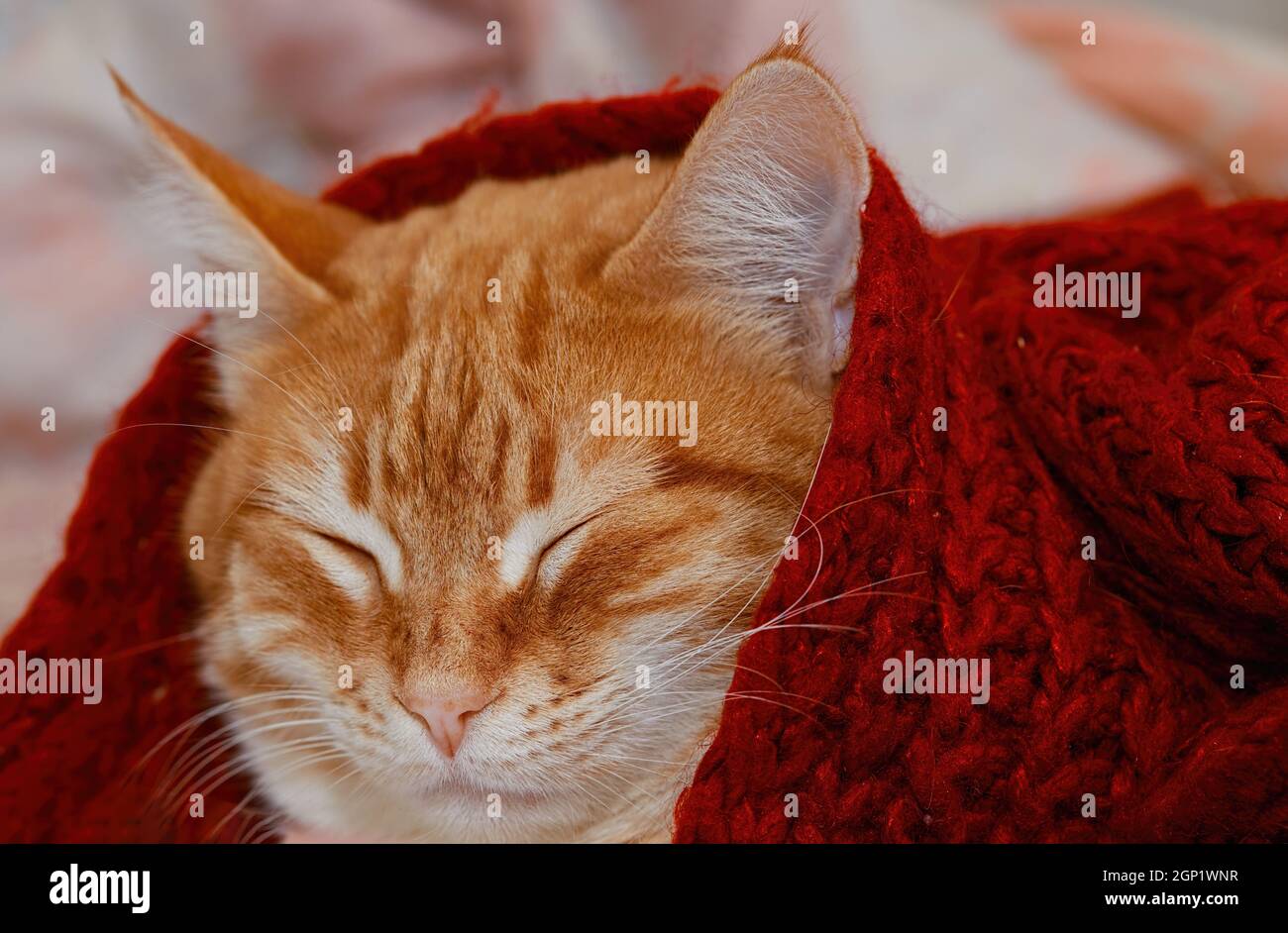 Le chat au gingembre dort sous une couverture en laine tricotée rouge. L'animal chauffe en hiver. Gros plan du museau d'un animal avec les yeux fermés. Imag. Mise au point sélective Banque D'Images