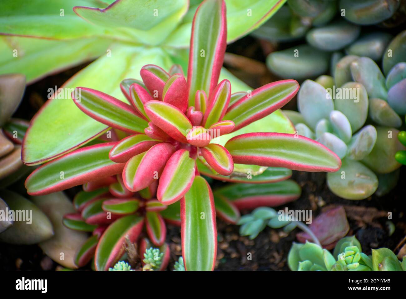Plante succulente Close Up Banque D'Images