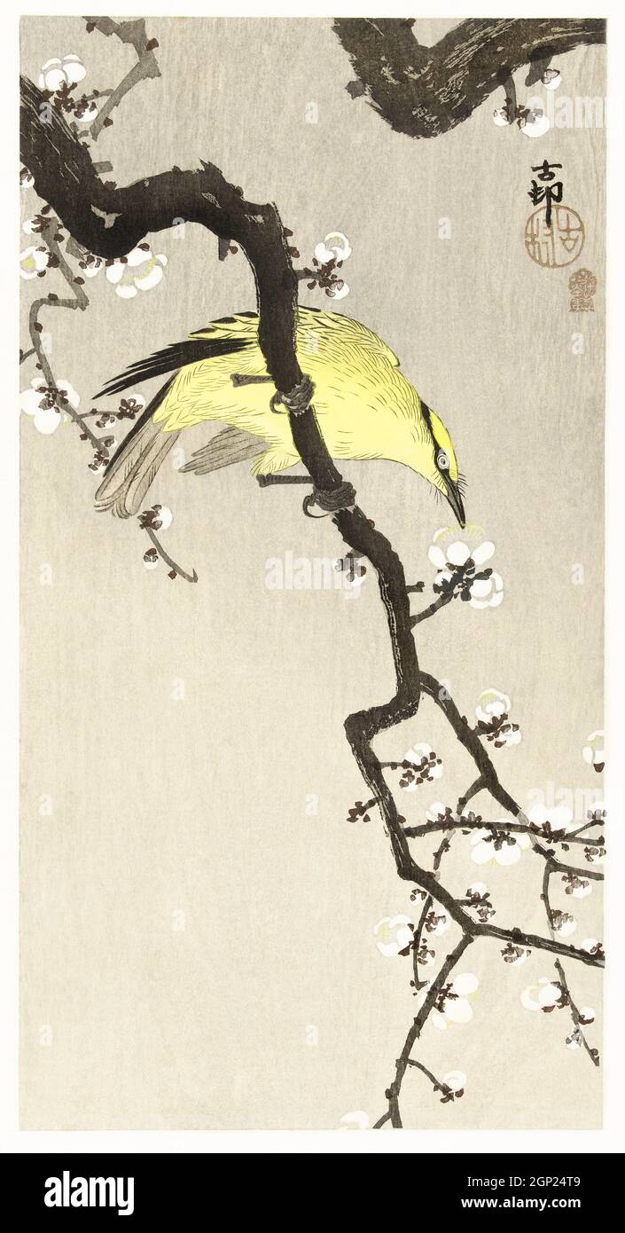 Oriole chinoise sur branche de fleur de prune (1900 - 1910) par Ohara Koson (1877-1945). Banque D'Images