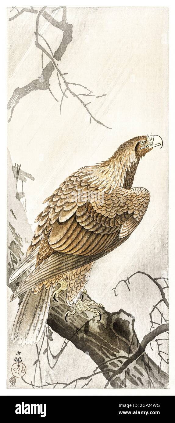 Aigle sur branche d'arbre (1900 - 1910) par Ohara Koson (1877-1945). Banque D'Images