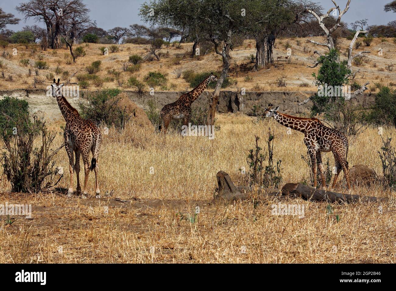 3 girafes ; adultes, scène, Giraffa camelopardalis, grand mammifère, faune, fourrure tachetée, herbivore, longues jambes; long cou, Animaux, Tarangire National Banque D'Images