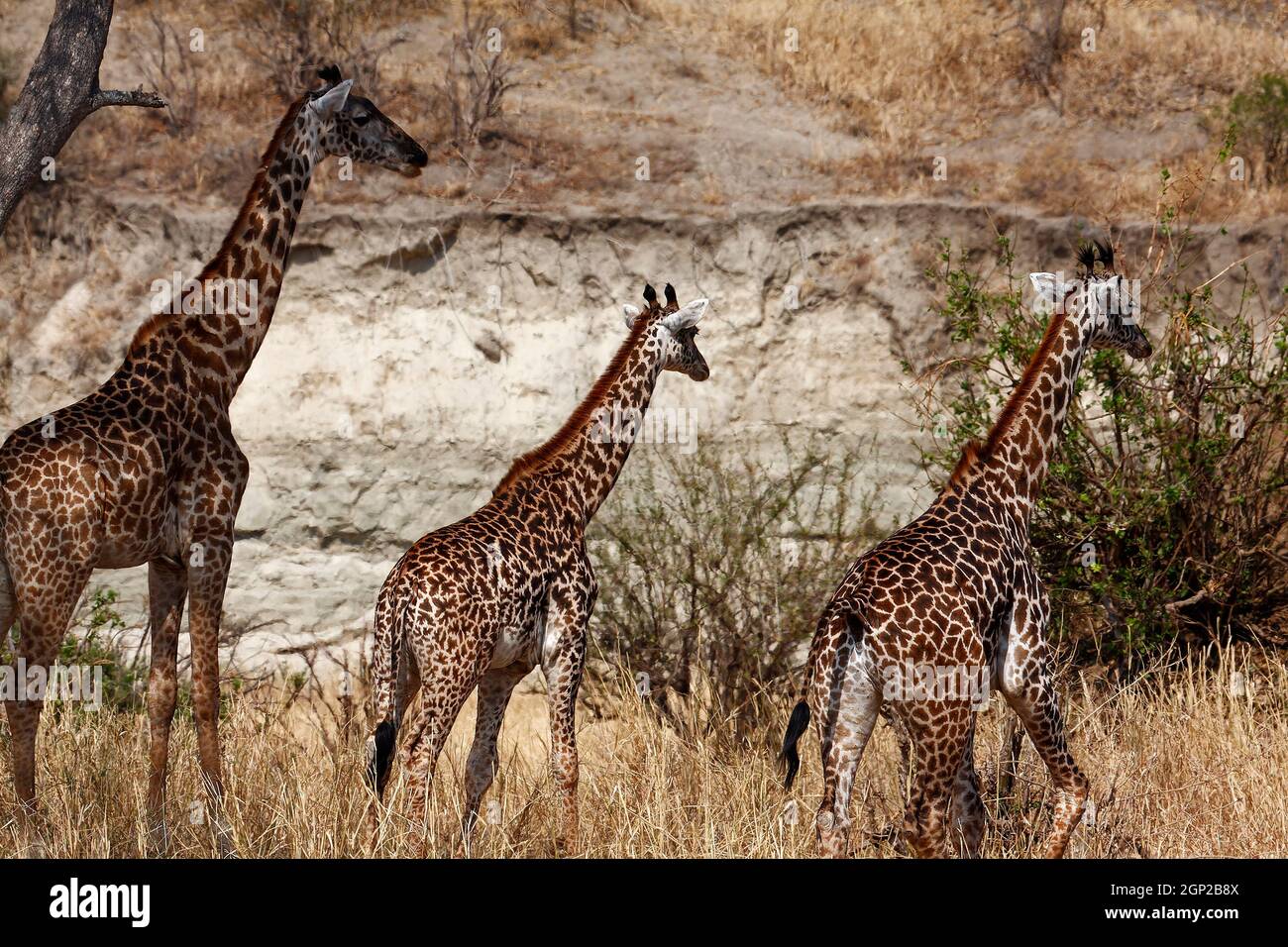 3 girafes ; adultes marchant, scène, Giraffa camelopardalis, plus haut mammifère, faune, fourrure tachetée, herbivore, longues jambes; long cou, Animaux, Tarangire Banque D'Images